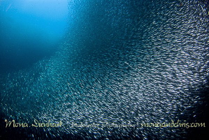 Zillions of silver
sardine cloud at Pescador by Mona Dienhart 